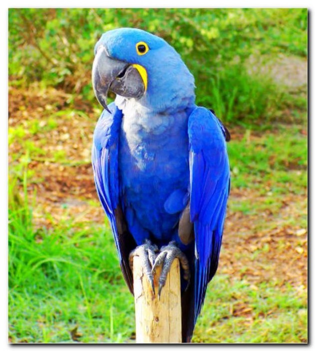 Самые дорогие домашние животные