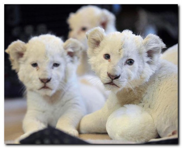 Самые дорогие домашние животные