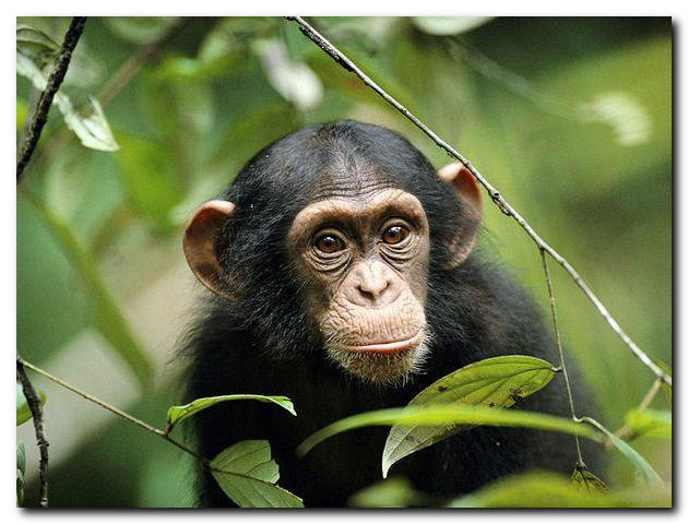 Самые дорогие домашние животные