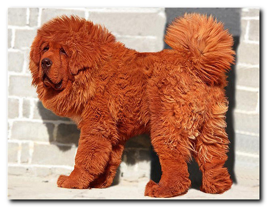 Самые дорогие домашние животные