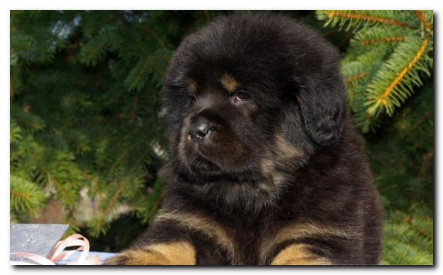 Самые дорогие домашние животные