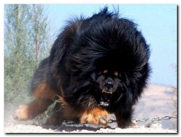 Самые дорогие домашние животные