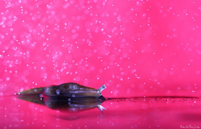 Мир насекомых в серии