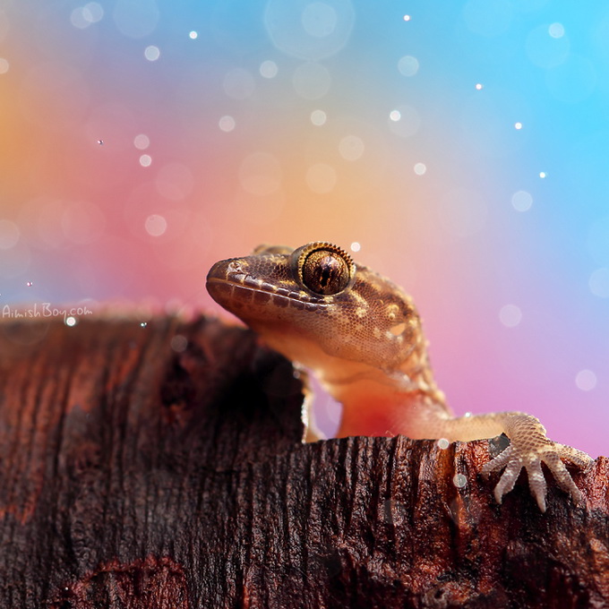 Мир насекомых в серии