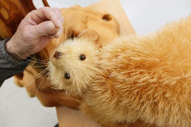 Скульптуры из обычной древесной стружки от Сергея Бобкова