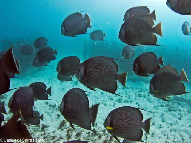 Подводный парк скульптур от Джейсона Тэйлора