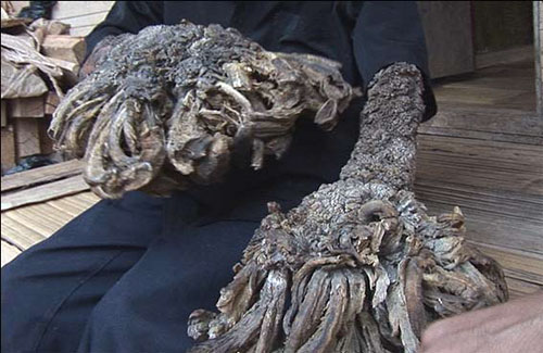 История человека - дерево