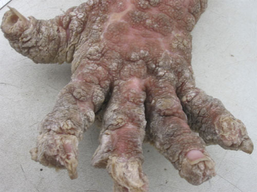 История человека - дерево