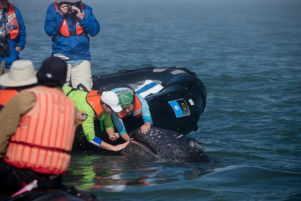 Экстремальное развлечение:поцелуй с китом Джастин Хофман,киты,поцелуй