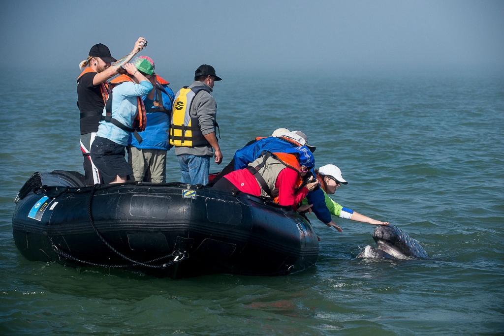 Экстремальное развлечение:поцелуй с китом Джастин Хофман,киты,поцелуй