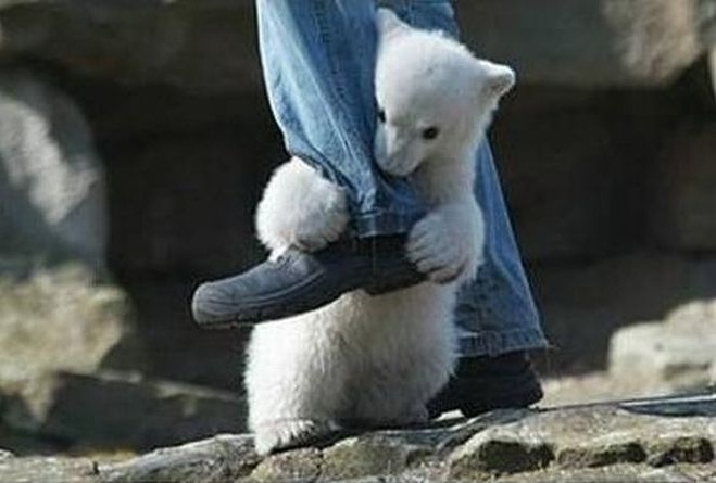 атакующие животные, животные нападают на людей