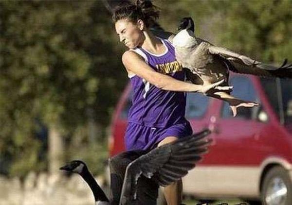 атакующие животные, животные нападают на людей