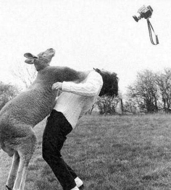 атакующие животные, животные нападают на людей