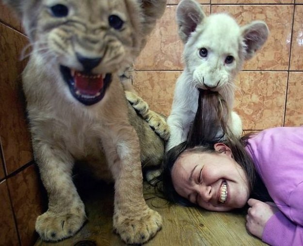 атакующие животные, животные нападают на людей