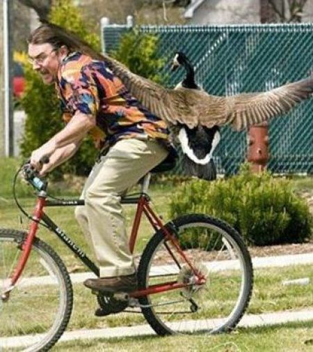 атакующие животные, животные нападают на людей