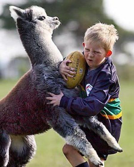 атакующие животные, животные нападают на людей