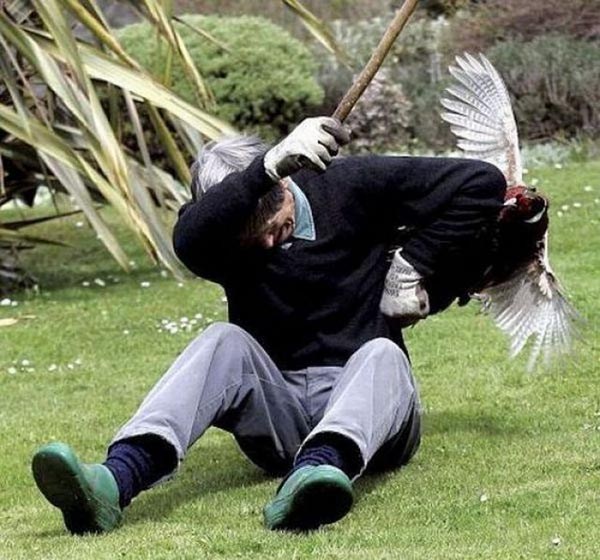 атакующие животные, животные нападают на людей