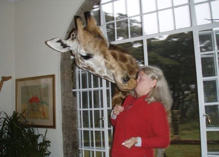 атакующие животные, животные нападают на людей