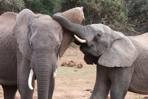 Смешные, животные, тайна , секрет, фото