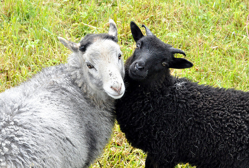 Смешные, животные, тайна , секрет, фото