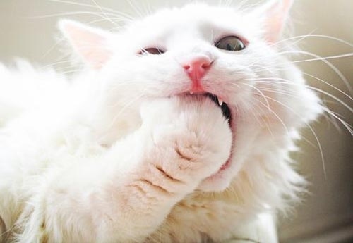 Смешные, животные, тайна , секрет, фото