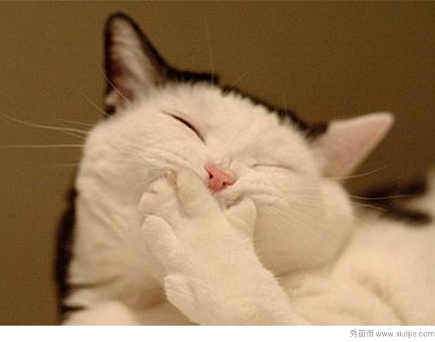 Смешные, животные, тайна , секрет, фото