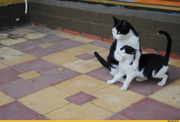 Смешные, животные, тайна , секрет, фото