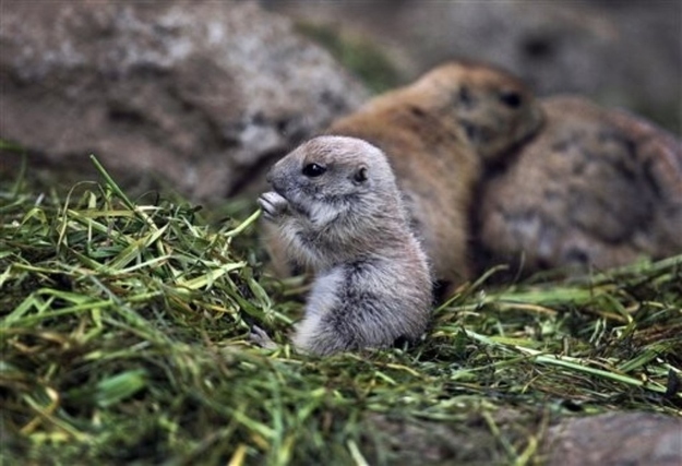 Смешные, животные, тайна , секрет, фото