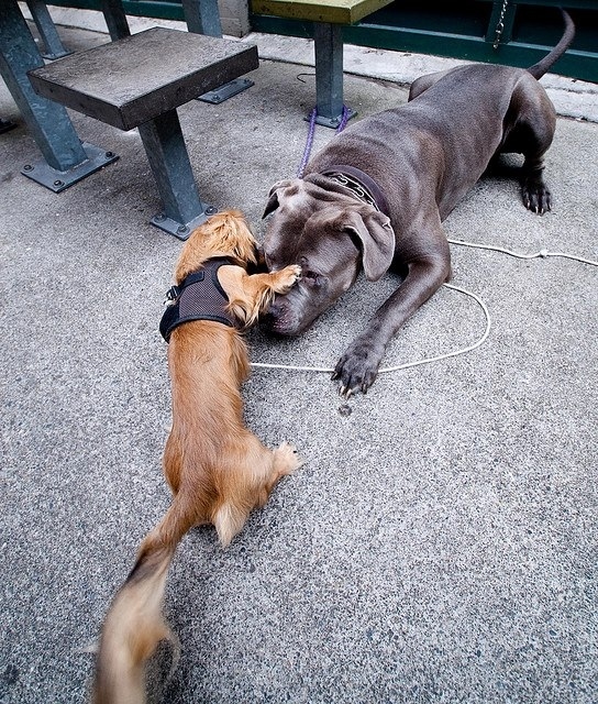 Смешные, животные, тайна , секрет, фото