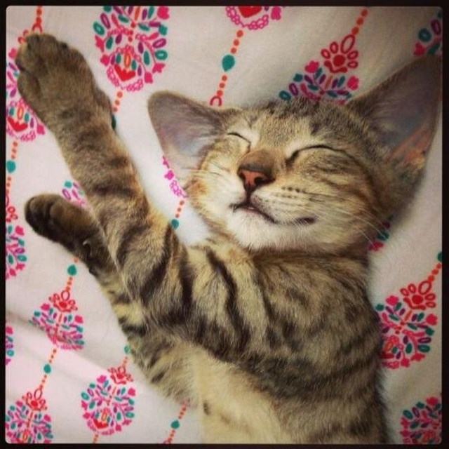 собака улыбака, улыбающиеся собаки, улыбчивые животные 