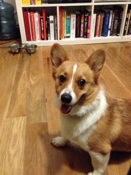 собака улыбака, улыбающиеся собаки, улыбчивые животные 