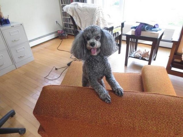 собака улыбака, улыбающиеся собаки, улыбчивые животные 