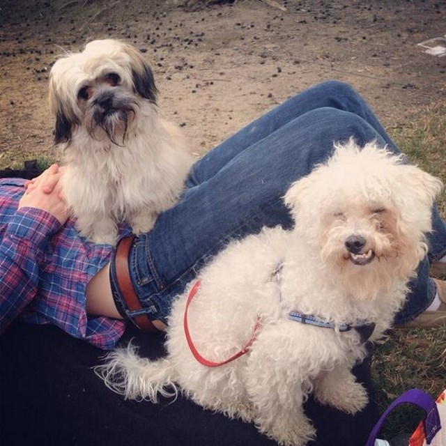 собака улыбака, улыбающиеся собаки, улыбчивые животные 