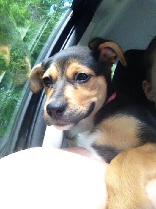 собака улыбака, улыбающиеся собаки, улыбчивые животные 