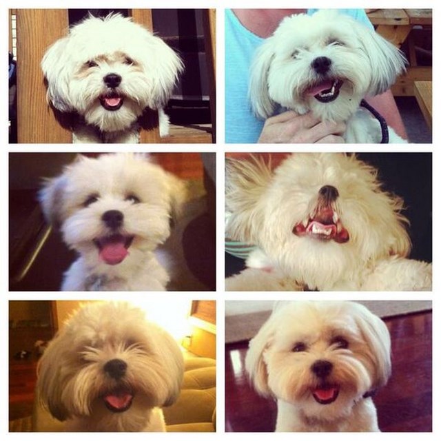 собака улыбака, улыбающиеся собаки, улыбчивые животные 