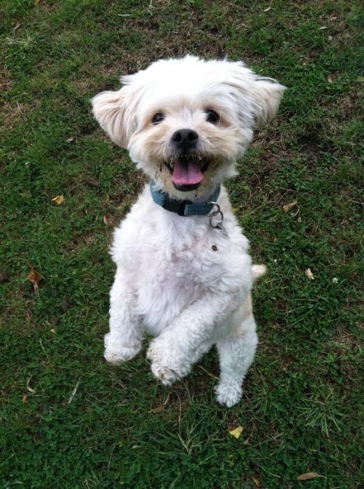 собака улыбака, улыбающиеся собаки, улыбчивые животные 