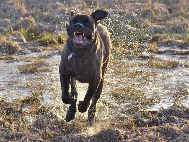собака улыбака, улыбающиеся собаки, улыбчивые животные 