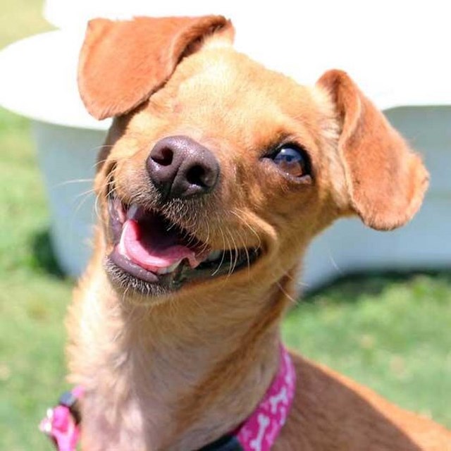 собака улыбака, улыбающиеся собаки, улыбчивые животные 