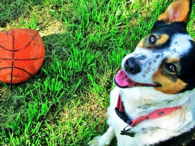 собака улыбака, улыбающиеся собаки, улыбчивые животные 