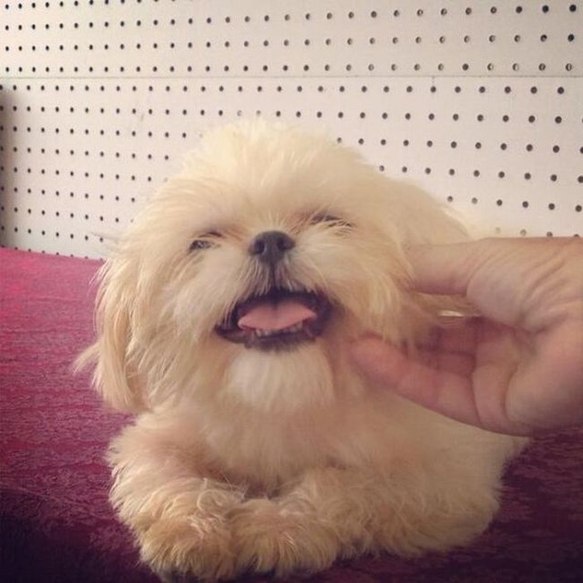 собака улыбака, улыбающиеся собаки, улыбчивые животные 