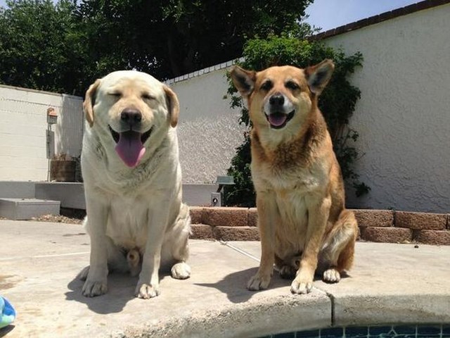 собака улыбака, улыбающиеся собаки, улыбчивые животные 