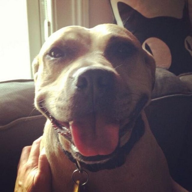 собака улыбака, улыбающиеся собаки, улыбчивые животные 