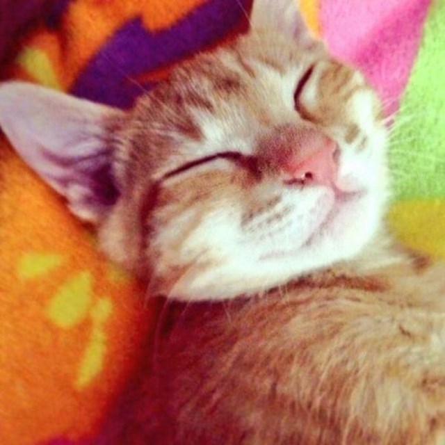 собака улыбака, улыбающиеся собаки, улыбчивые животные 