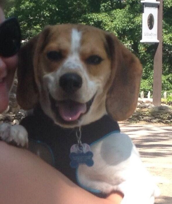 собака улыбака, улыбающиеся собаки, улыбчивые животные 