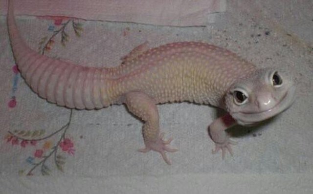 собака улыбака, улыбающиеся собаки, улыбчивые животные 