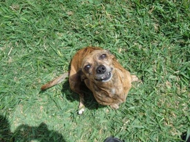 собака улыбака, улыбающиеся собаки, улыбчивые животные 