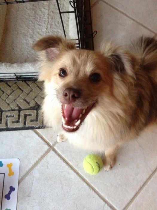 собака улыбака, улыбающиеся собаки, улыбчивые животные 