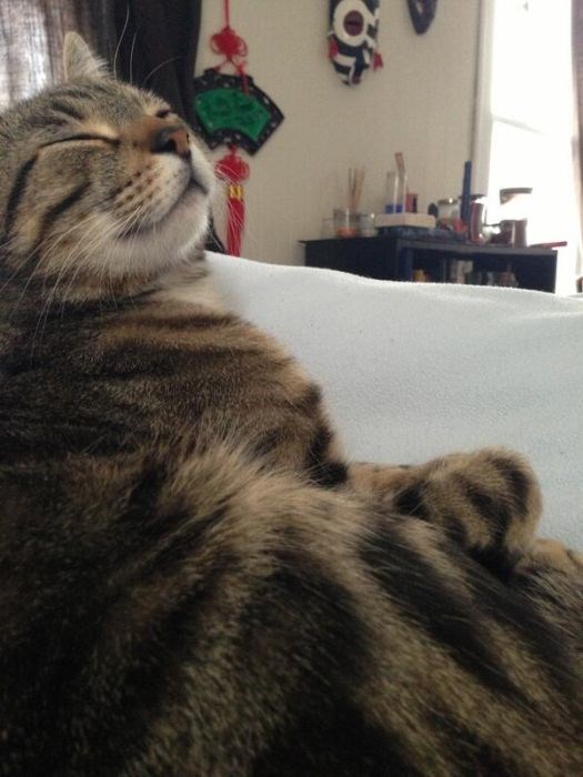 собака улыбака, улыбающиеся собаки, улыбчивые животные 