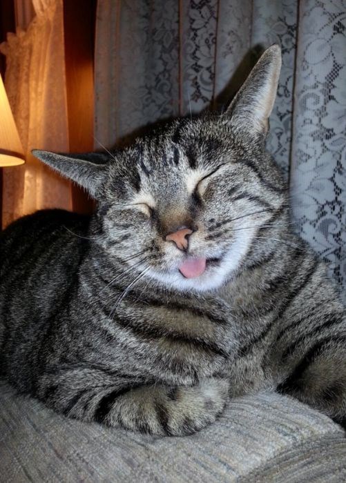 собака улыбака, улыбающиеся собаки, улыбчивые животные 