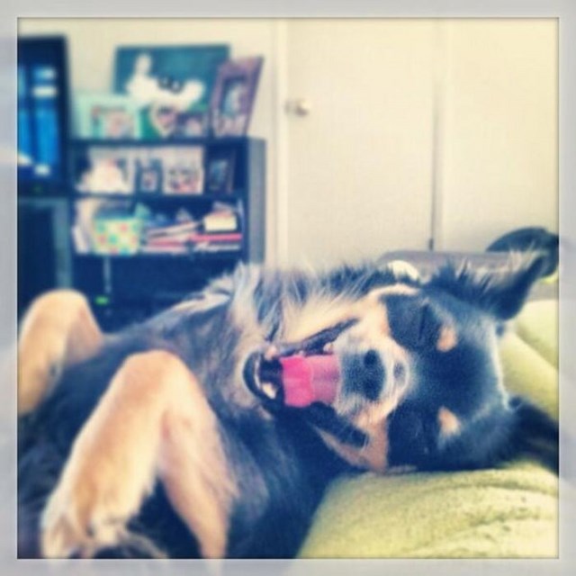 собака улыбака, улыбающиеся собаки, улыбчивые животные 